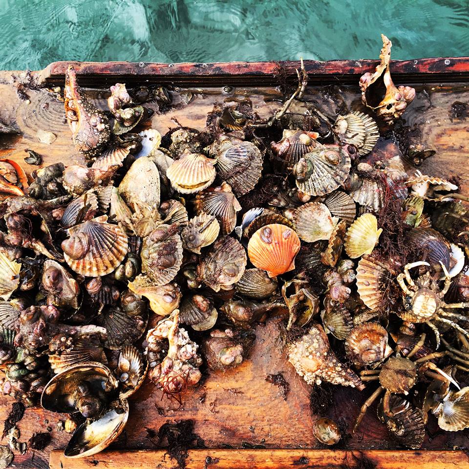 Oysters by Jennifer Murray