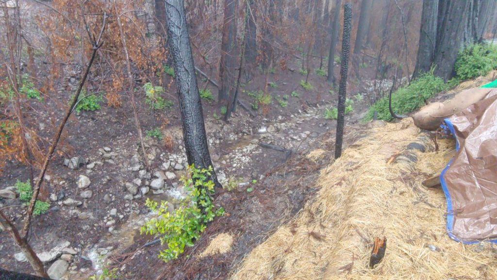 Burnt Trees in Boulder Creek California after the fire