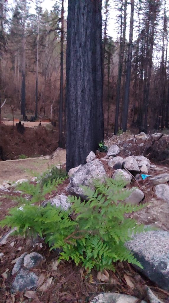 Charred trees on the property from the fires in August of 2020