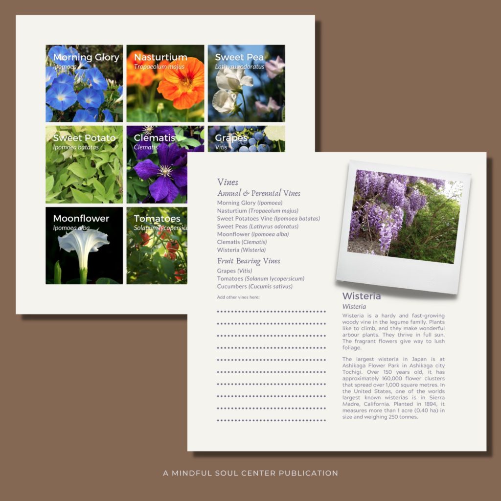 Preview of the vine pages in the spiral-bound Garden book and planner - A Garden Planner: Dream it, Build it, Watch it Grow written and designed by Amy Adams, the Mindful Soul Center